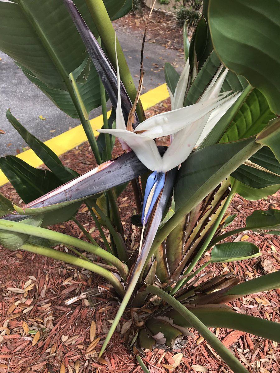 SarahWolstenho2's tweet photo. 4 years ago we planted these white birds of paradise today we got our first flower!! https://t.co/xY1XoLA872