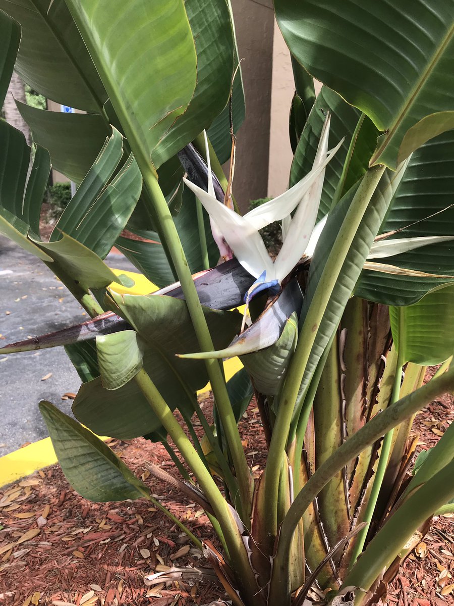 SarahWolstenho2's tweet photo. 4 years ago we planted these white birds of paradise today we got our first flower!! https://t.co/xY1XoLA872