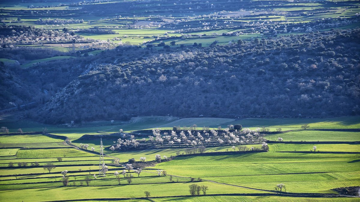 ramon sunyer tweet media