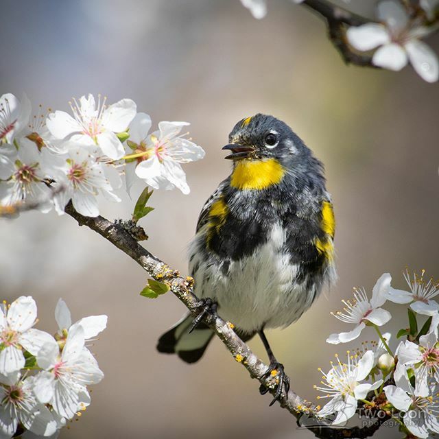 TwoLoonPhoto's tweet photo. Yellow-rumped Warbler (Setophaga coronata or YRWA) at Ashland Pond
Ashland, Oregon
_____________________
#YellowRumpedWarbler #Warbler #SetophagaCoronata #YRWA #AshlandPond #Ashland #Oregon #OregonBirding

#your_best_birds #bestbirdshots #bb_of_ig #bird_… https://t.co/oVsLgcwV1T https://t.co/N8s0jzZGTi