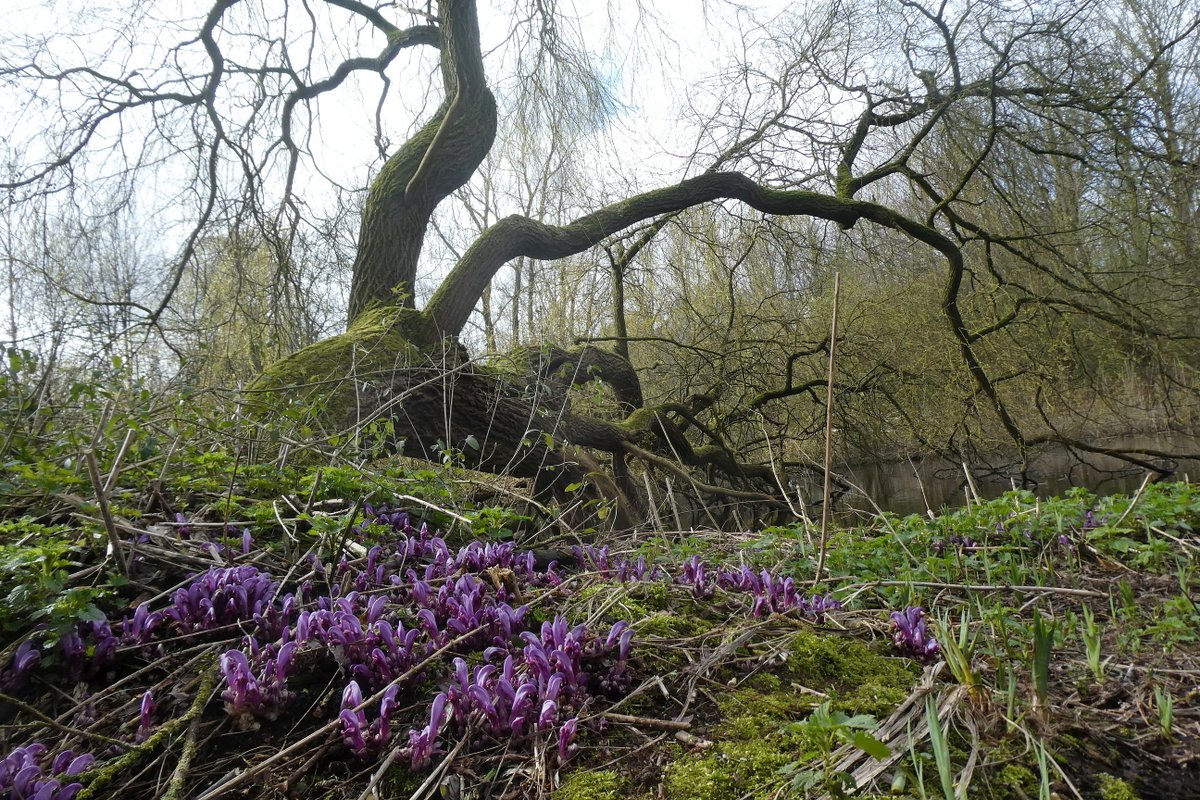 Wouter van der Wulp tweet media