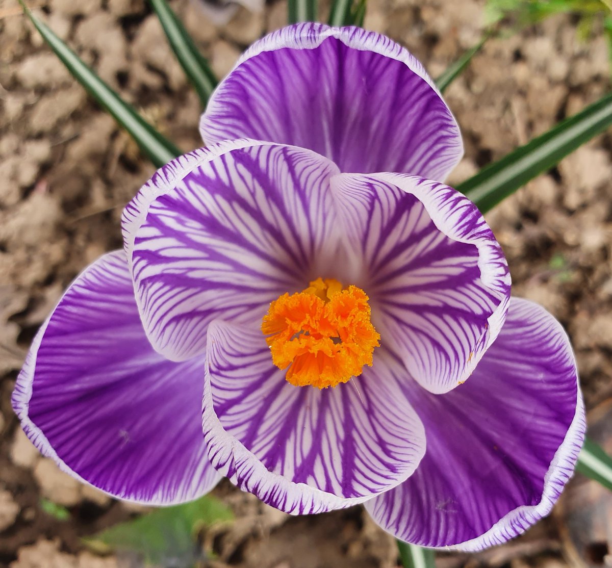 EmilianoVerga's tweet photo. Proteggi il tuo cuore delicato fra i petali della tua casa.

Andrà tutto bene ma #FermiamoloInsieme @RegLombardia

#ImmaginiACasaLettori @CasaLettori #scritturebrevi

#MilanoDentroCasa https://t.co/pvvkAPD2Ky