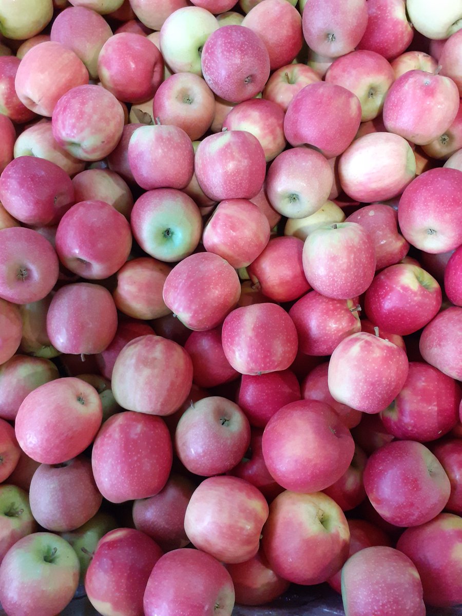 Cers71716088's tweet photo. Potser no tenen el color de les pomes dels Alps, però el seu nivell amb sucres i el seu gust les converteixen amb les més bones del món. A vegades comprar per els ulls és un gran error, si son de Lleida   el gust és insuperable. Per cert son  dels nostres pagesos. https://t.co/zYVPZFc5ys