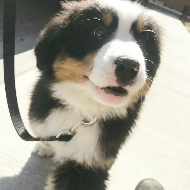 TheyWalkDogs's tweet photo. Hi Gryphon! 💜#theywalkdogs https://t.co/tRkRnxmWUi https://t.co/DkIbCauH7n