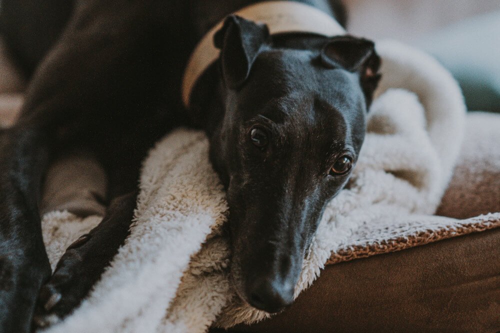 😎 diehundezeitung.com/tipps-wenn-die…
 Bester Tweet "ever"! #mondaymotivation #ever #bestofbest #test