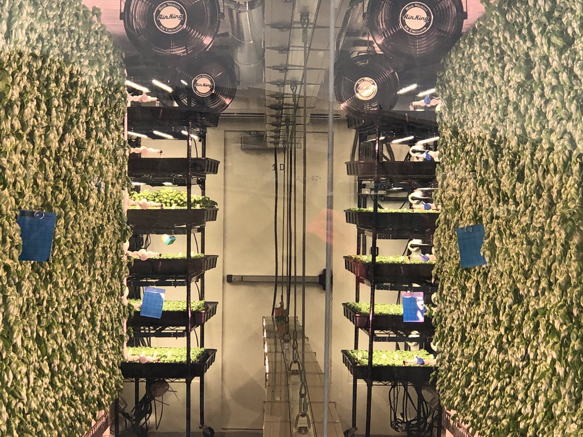 VogelWendi's tweet photo. Hanging w/ @GVSURMSC and @krispachla and @grohwer w/#MiSTEMNetwork looking at hydroponic herbs at SquareOne at Gordon Foods. https://t.co/EXX9l6NiLZ