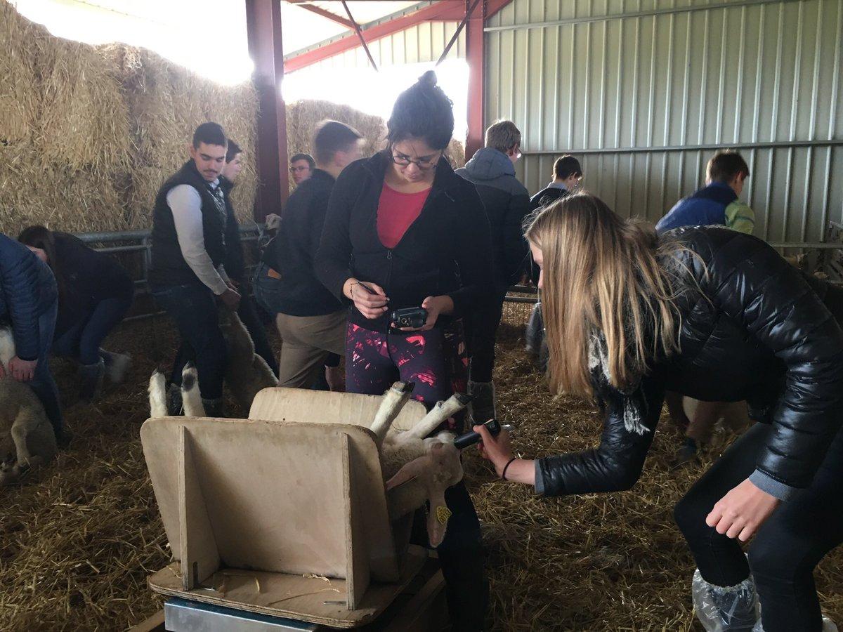 blondeau_anne's tweet photo. Conduite de 🚜, aide au vêlage🐮, pesée+marquage des agneaux 🐑, bilan fourrager🌽 ▶️ ces activités se sont passées sur la ferme du lycée de 15h30 à 17h30 aujourd’hui par et pour les élèves ⏩ un #apprentissage #grandeur_nature. #stav #bacproCGEA @MarineDucroque1 @institutgenech https://t.co/kJYG19Yl8W