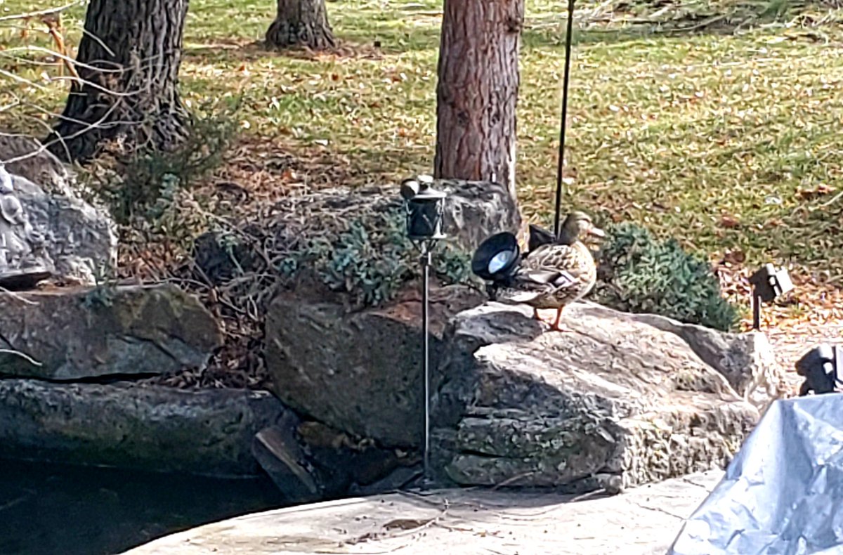 Damn...thought Dewie was back, but she didn't come when I whistled and walked away when I approached..so the wait continues