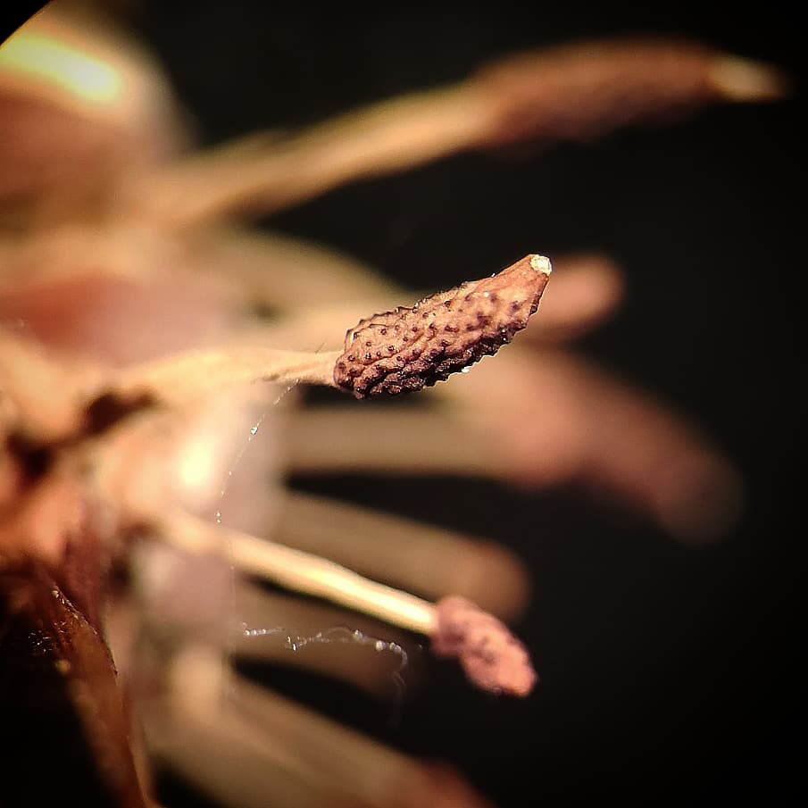 JMart2923's tweet photo. I will never get bored of seeing entomopathogenic fungi.This is my first time seeing this Ophiocordycepts species in person. #mycology #ophiocordyceps https://t.co/7ZlfWOy4f6