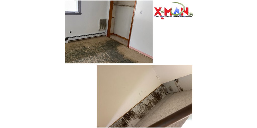 XMANInc's tweet image. #moldymonday #moldproblem #moldinhome #moldtakeover #moldinfestation #infestationofmold #moldcontamination #moldy #cleanmold