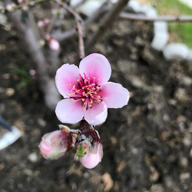 EdenCondensed's tweet photo. Peach tree flower greeting the day.
#gardenstyle #peachtree #springiscoming #growyourownfood #foodforest #urbanfarm #pinkflowers https://t.co/74pykWHe9H https://t.co/Gi1LBuAdTW