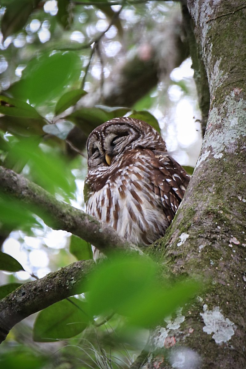 JimBaileySr's tweet photo. One sleepy owl at the Ravines. #owl #owles #Palatka #wildlifephotography #northfloridaphotography #birds https://t.co/svmUW5zaQz