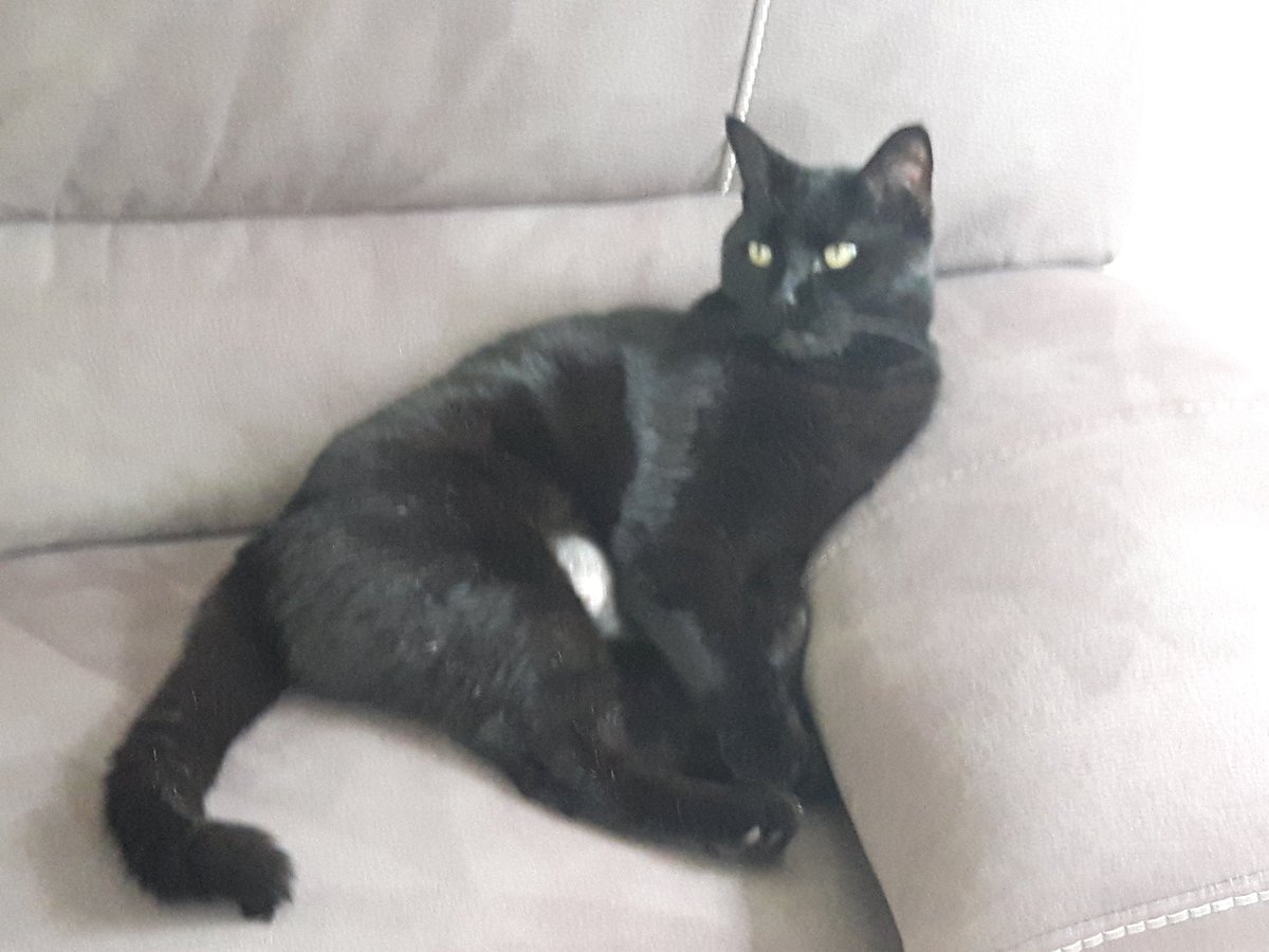 MusCatTeer's tweet photo. I haffa wonda bout dis fing called conoverse...is it sumtin us kitties haffa be worried bout or is we safe..
I hear mama and papa talkin bout all da people hoardin da kittie toys called rolls of toilet paper and I haffa wonda bout dem.
I knows I not worryied.
What you all fink? https://t.co/6aViyL2Qsi
