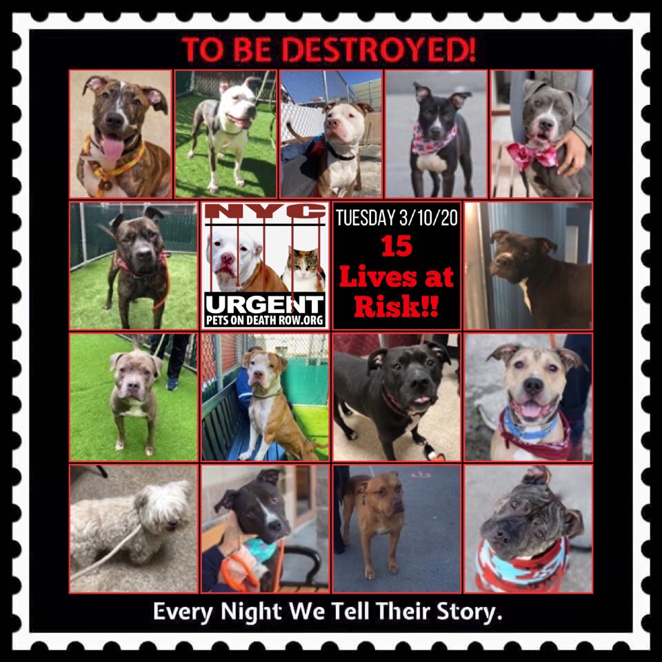 Urgent Death Row Dog on Twitter: Urgent Death Row Dog on Twitter: