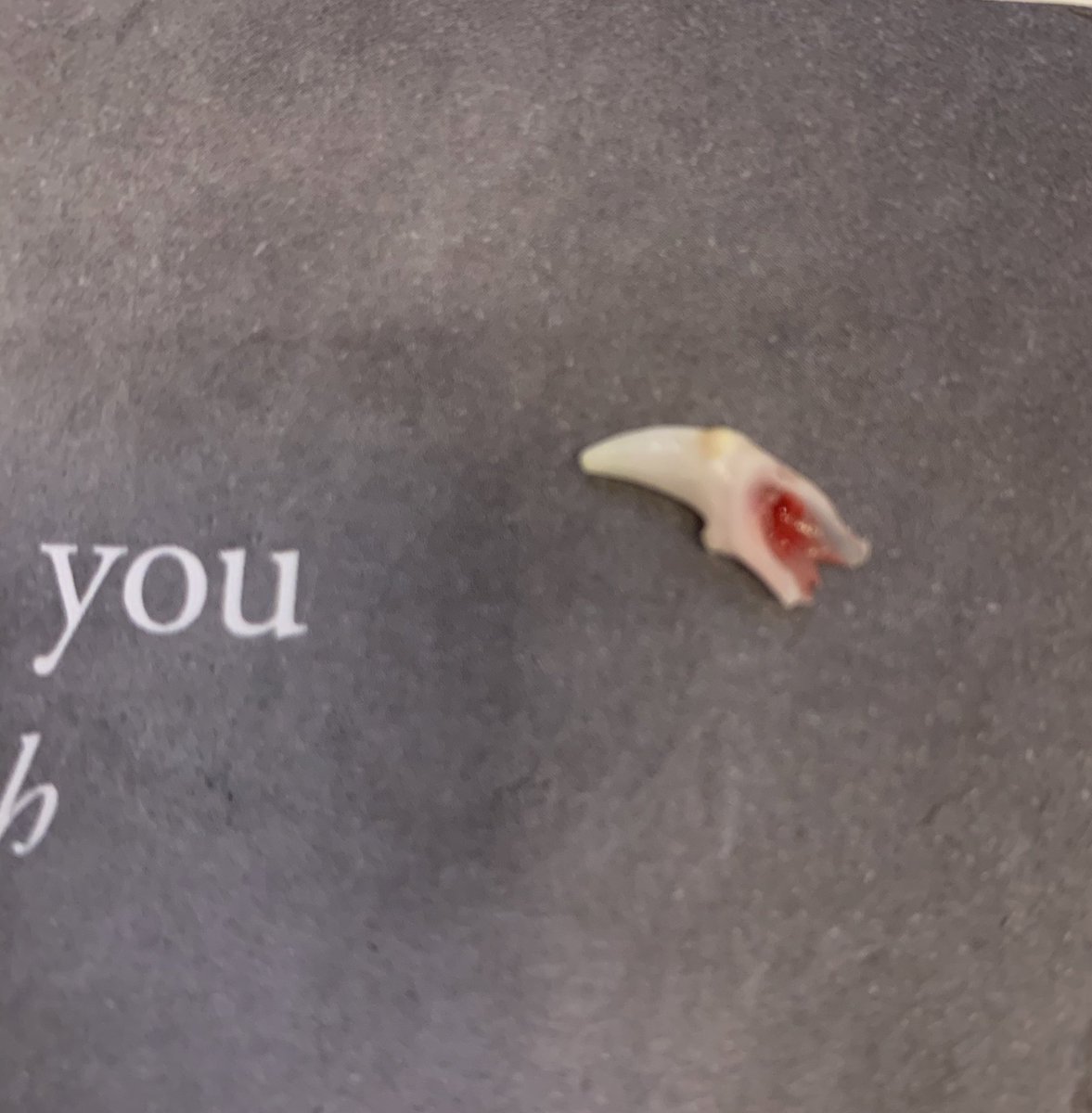 iamsmudge tweet media