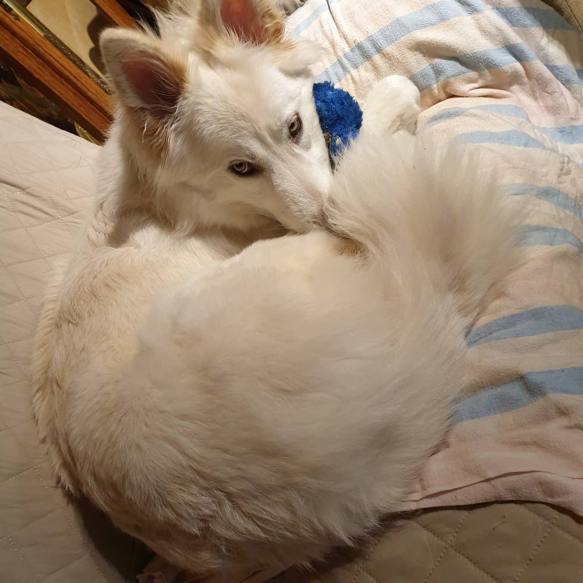 Cuddle time 
#CuddleWolf #TimberShepherd