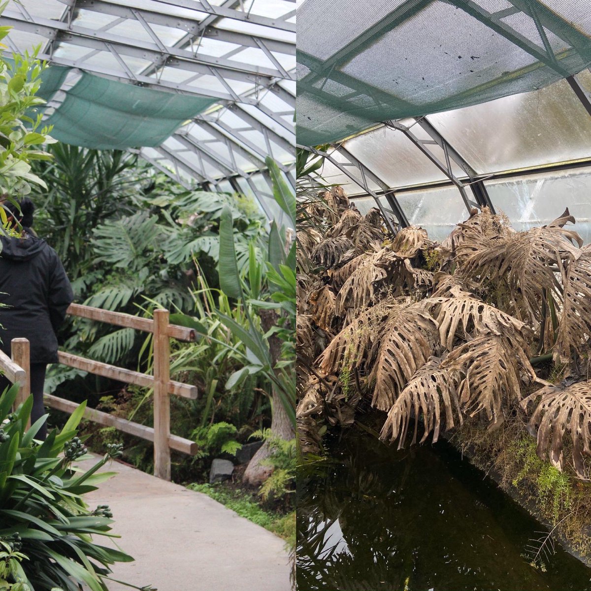 Viewpark Gardens Trust tweet media