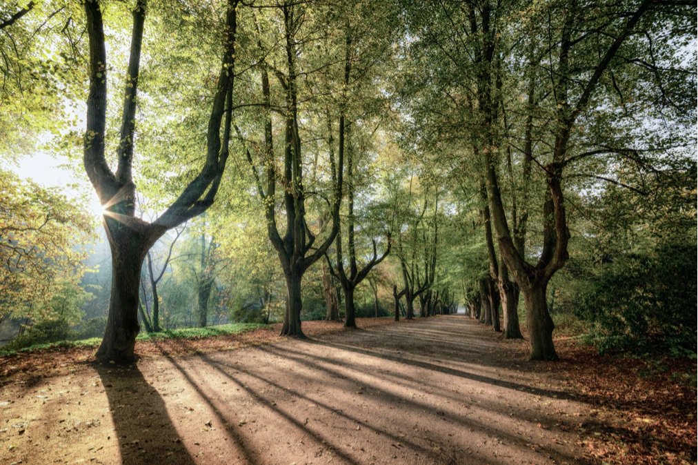 Doubling tree cover is one way of fighting back against climate change and we need to do so in Oxfordshire by 2045.

Come and hear Jamie Hartzell talk about a radical land use plan being developed at our monthly meeting on Wed March 11th, 7.30pm at Friends Meeting House, Oxford