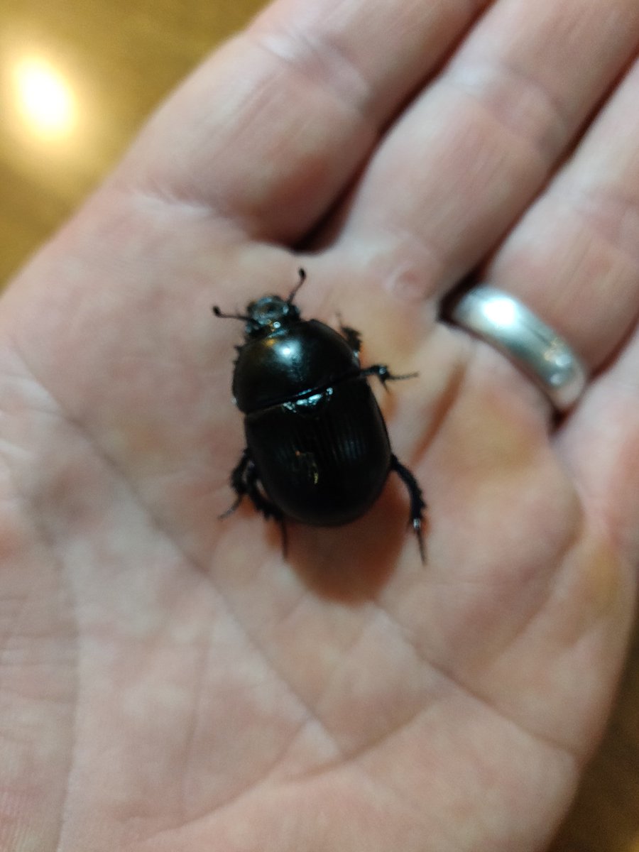 Friesian_man's tweet photo. Amazing start to my nuffield journey learning all things dung beetles and more #nuffield2020 https://t.co/v9rDug9ZTa
