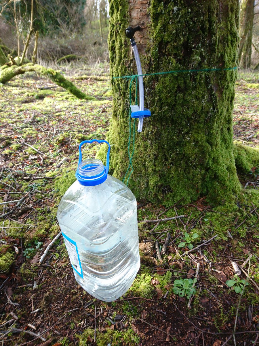 The sap is flowing well here 😁😁