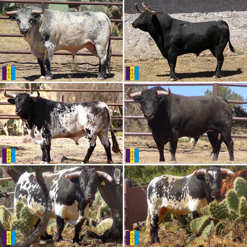 #PurititoTorreóndeCañas para Teziutlán.
326 Berrendo carbonero bocinero bien puesto
405 Negro mulato listón bien puesto
411 Negro Zaino corniapretado
433 Burraco bien puesto
516 Berrendo en negro lucero corniapretado tocado del izquierdo
518 Berrendo en negro alunarado capacho