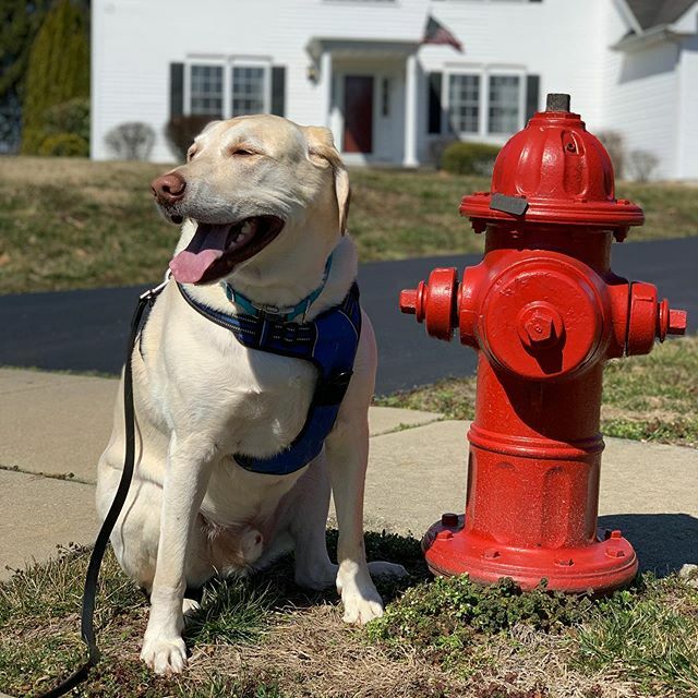 Maxhazel's tweet photo. I love this big guy!!! And he’s so fun to walk!! I have a few spots open if you’re interested in giving you dog, big or small and everything in between, a great workout !  DM me to schedule a free meet and greet!! 💕🐾💕🐾💕🐾💕🐾 I serve anyone within a… https://t.co/zDxwtgmtVn https://t.co/ZC0XeBWXZO