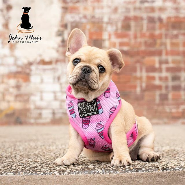 J0HN__'s tweet photo. 😍 🥤 🐶 .

Did someone order a post of , #cutenessoverload !? 😅 .

You're welcome! .

In case you're yet to meet, @lucy_thelittlefrenchie , she is the latest and most adorable addition to the @bigandlittledogs  A-Team! What a natural!!! .

#puppymodel #headtilt #bigandlitt… https://t.co/iElzylTUgM