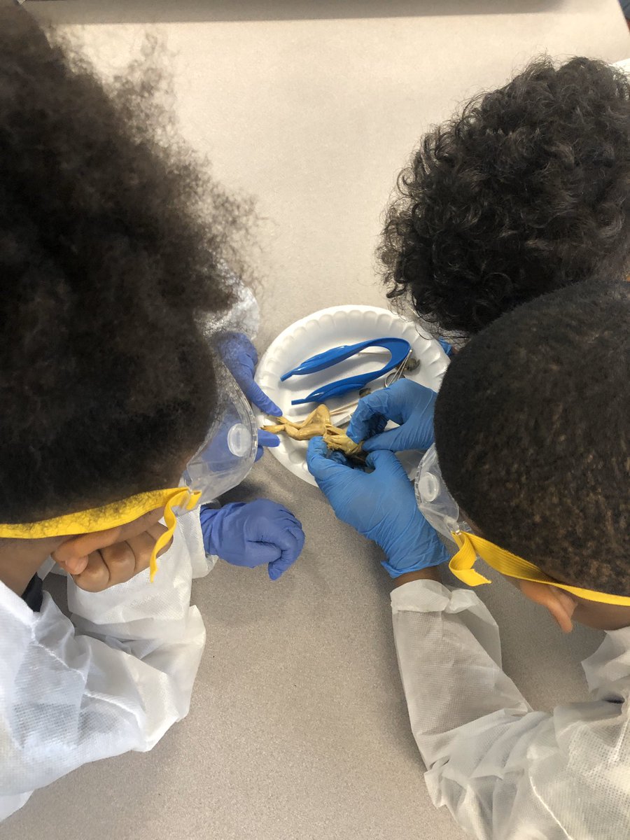 miss_fry3's tweet photo. Biology club dissecting frogs today!! @HMSANTAFE @HMC1Proud @clmerkerson @TeacherMe7 https://t.co/i8dhYw6JIY