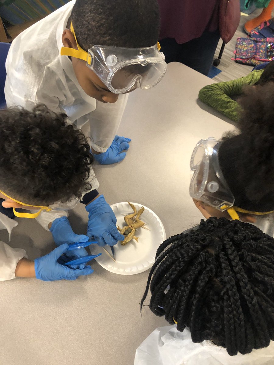 miss_fry3's tweet photo. Biology club dissecting frogs today!! @HMSANTAFE @HMC1Proud @clmerkerson @TeacherMe7 https://t.co/i8dhYw6JIY