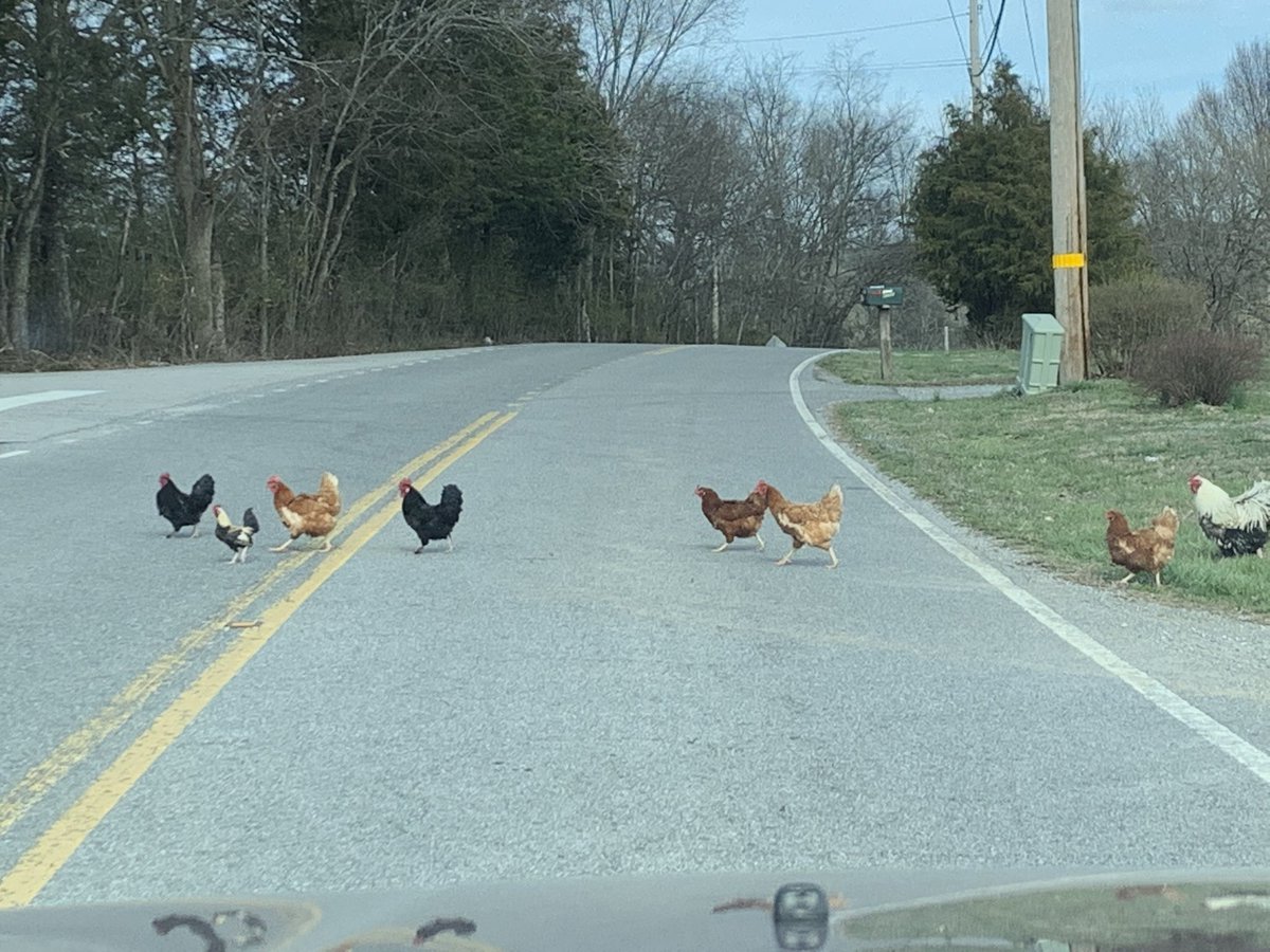 DevilDog8541's tweet image. And of course when you go out to get your prescription for your eye drops this happens. Yes I asked them why they crossed the road. The reply was Fuck Off Human #HowRude