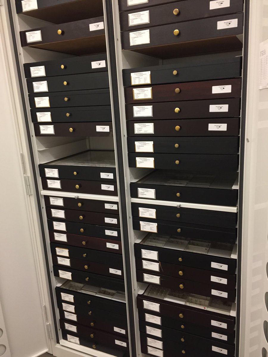 drpyralid's tweet image. Moved the entire 😓 (6 cabinets) Pterophoridae-plume #moth Collection ⁦@NMNH_Entomology⁩ today😀 very carefully! Empty drawers were at the end &amp;amp; I needed space after some of the larger genera ⁦@EntCollNet⁩ #Sysentlab ⁦@NotaLepido⁩ ⁦@TheLepSoc⁩
