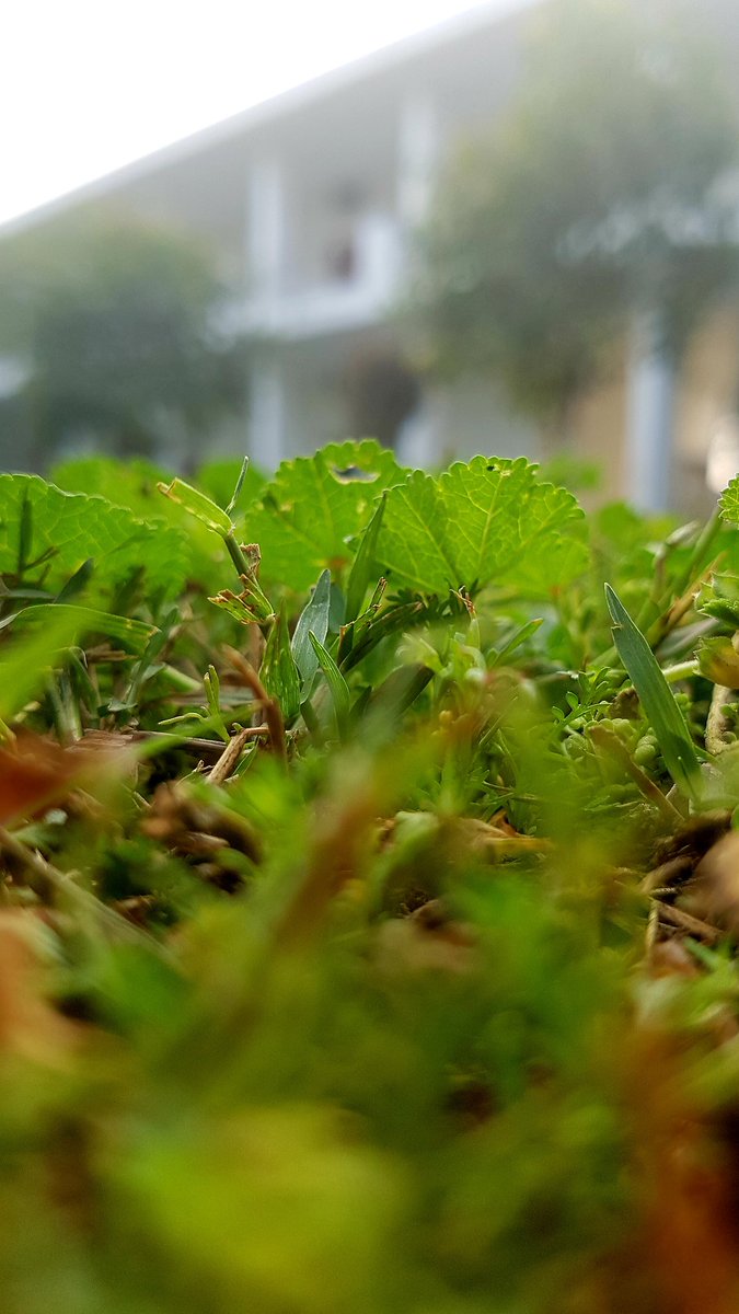 Paramji64002673's tweet photo. #GroundZero #groundview #grass #picofday #naturalbeauty #TrendingNow #follobackforfolloback https://t.co/5VaUU4Rr6v