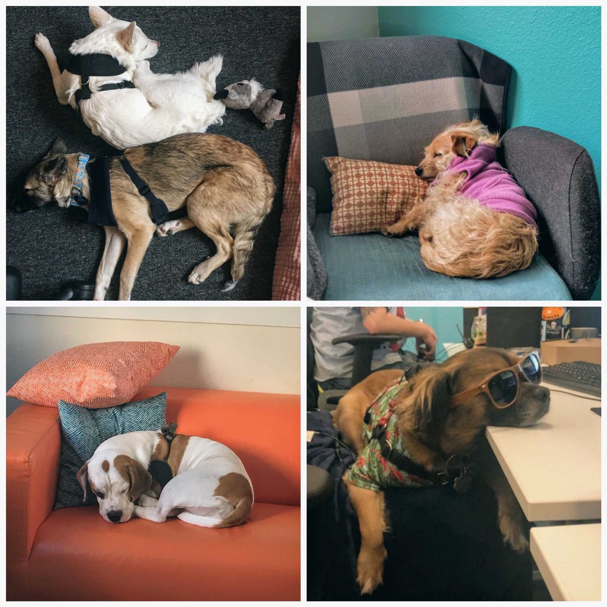 Our human support is available 24/7, but our office pups are busy celebrating #NationalNappingDay 😴