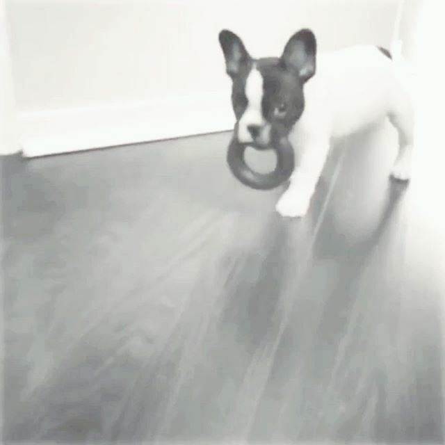StellaTheBeBe's tweet photo. I dare you to try and take my 🍩 toy away.
.
.
#frenchbulldog #dogsofchicago #chicagofrenchie #frenchiesofchicago #topdogsofinstagram #frenchie_mob #frenchiepuppy #puppyvideo https://t.co/HFIsBmfDEL https://t.co/eEggwwX7Cx
