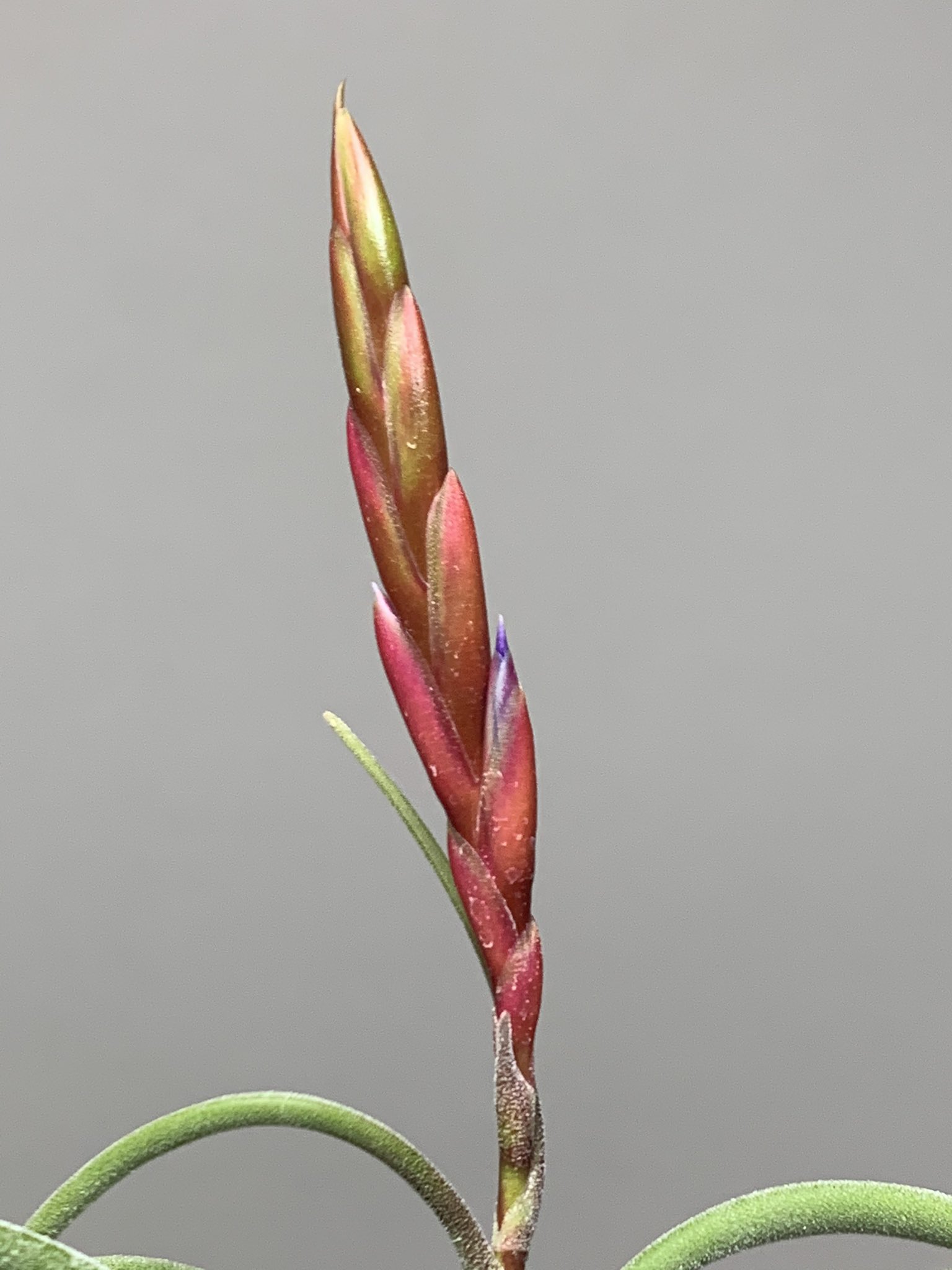 ミコ ヴォイド チランジア カプトメデューサ 花がすごい伸びてるけどどのタイミングで咲くんだろうか T Co Ikrqtwt0of Twitter