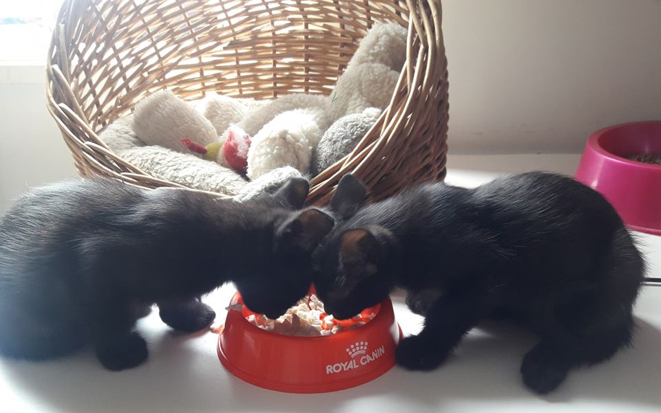 DeGatitos_'s tweet photo. #JulioCesaryAugustoSusMajestades

Los Cesares, sus majestades romanas, declarados "comepollos" desayunando juntitos.
Los mellizos Augusto y Julio Cesar, dos ternuras bien dark que ya buscan hogar.

Adopciones@fundaciondegatitos.org.ar
#rescatados
#comepollos https://t.co/CGUatFbTib