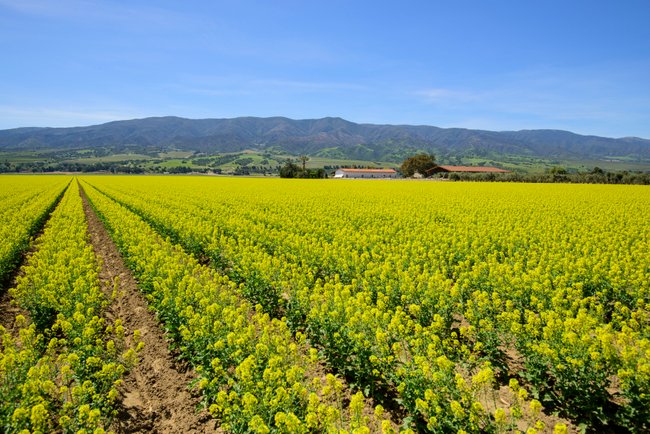 SeeMonterey's tweet photo. A spectacular view from afar of the #salinasvalley Soledad Mission.
#seemonterey #salinascalifornia #missionsoledad https://t.co/aE3YwiQ3ES
