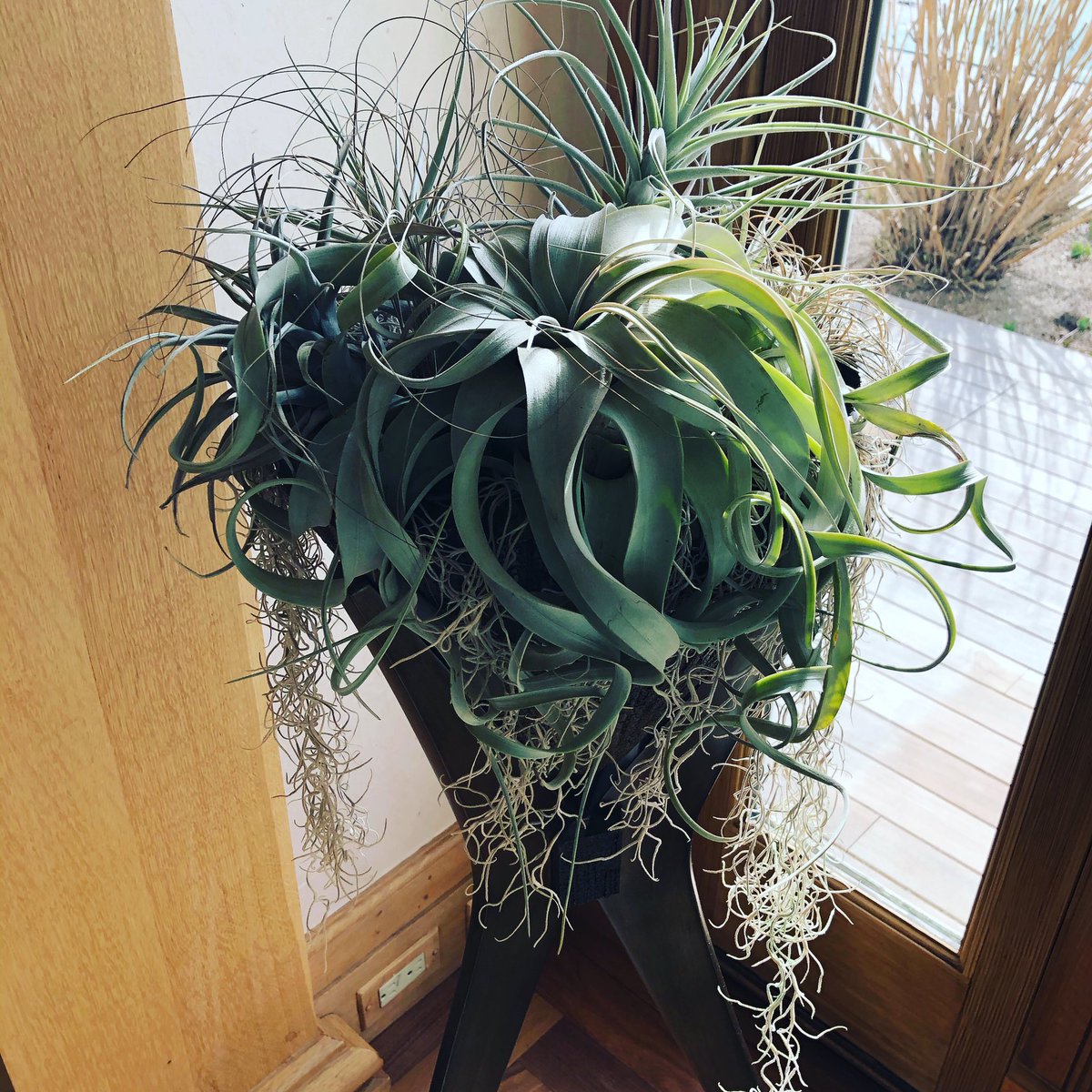 Tillandsia arrangement we saw over the weekend ❤️ Did you know plants can reduce stress to make you feel happier? They help you feel calmer and more optimistic. #airplants #tillandsia #homedecor #airplantdecor #houseplants