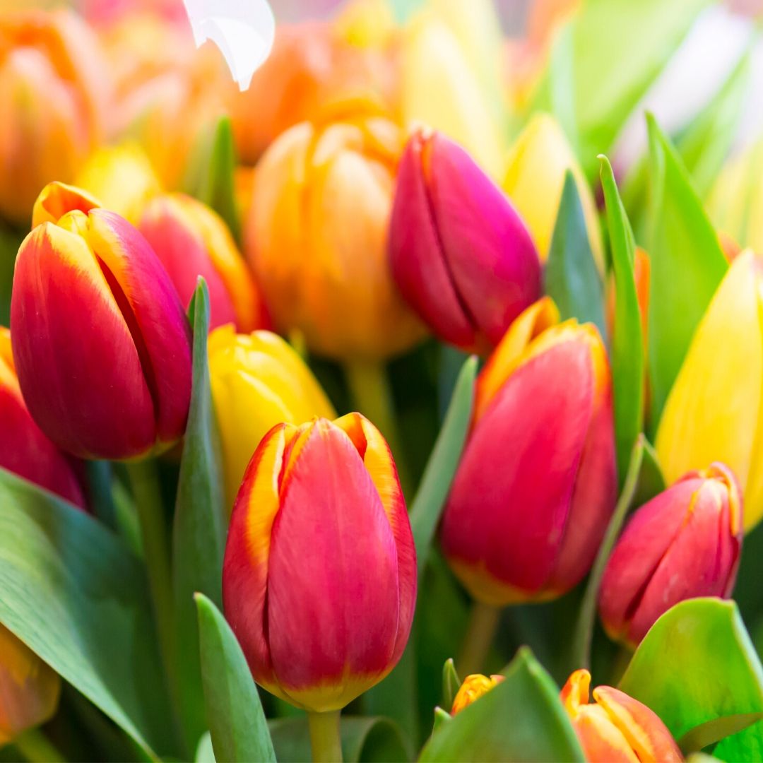 Do you plan to go to the #Boston #FlowerShow 3/11 - 3/15 at Seaport World Trade Center? bit.ly/2Hcdru6 #thingstodoinboston <a href="/bosflowershow/">Boston Flower Show</a> <a href="/seaportboston/">Seaport Boston Hotel</a>