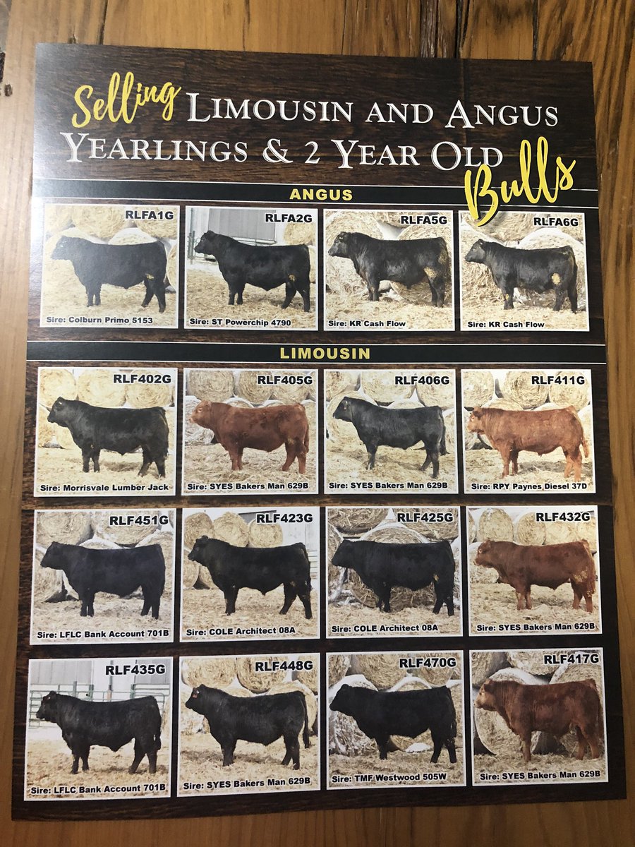RailLineFarms's tweet photo. ✨ RLF LIMOUSIN &amp; ANGUS BULLS
• Yearling &amp; 2 Year Old Bulls available 
• All bulls have passed a Breeding Soundness Evaluation
• Performance data &amp; EPD’s available 
• Available by private treaty

Give us a call or drop by the farm to pick out your next herd sire. https://t.co/ti4UWlGZnm