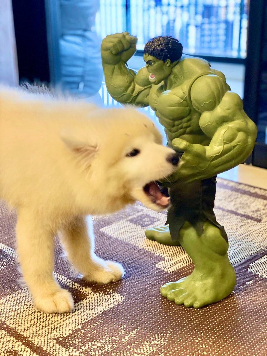 scrrrwied's tweet photo. eles são quase do mesmo tamanho a não 🤧🤧🤧 https://t.co/MBvmffZAj3