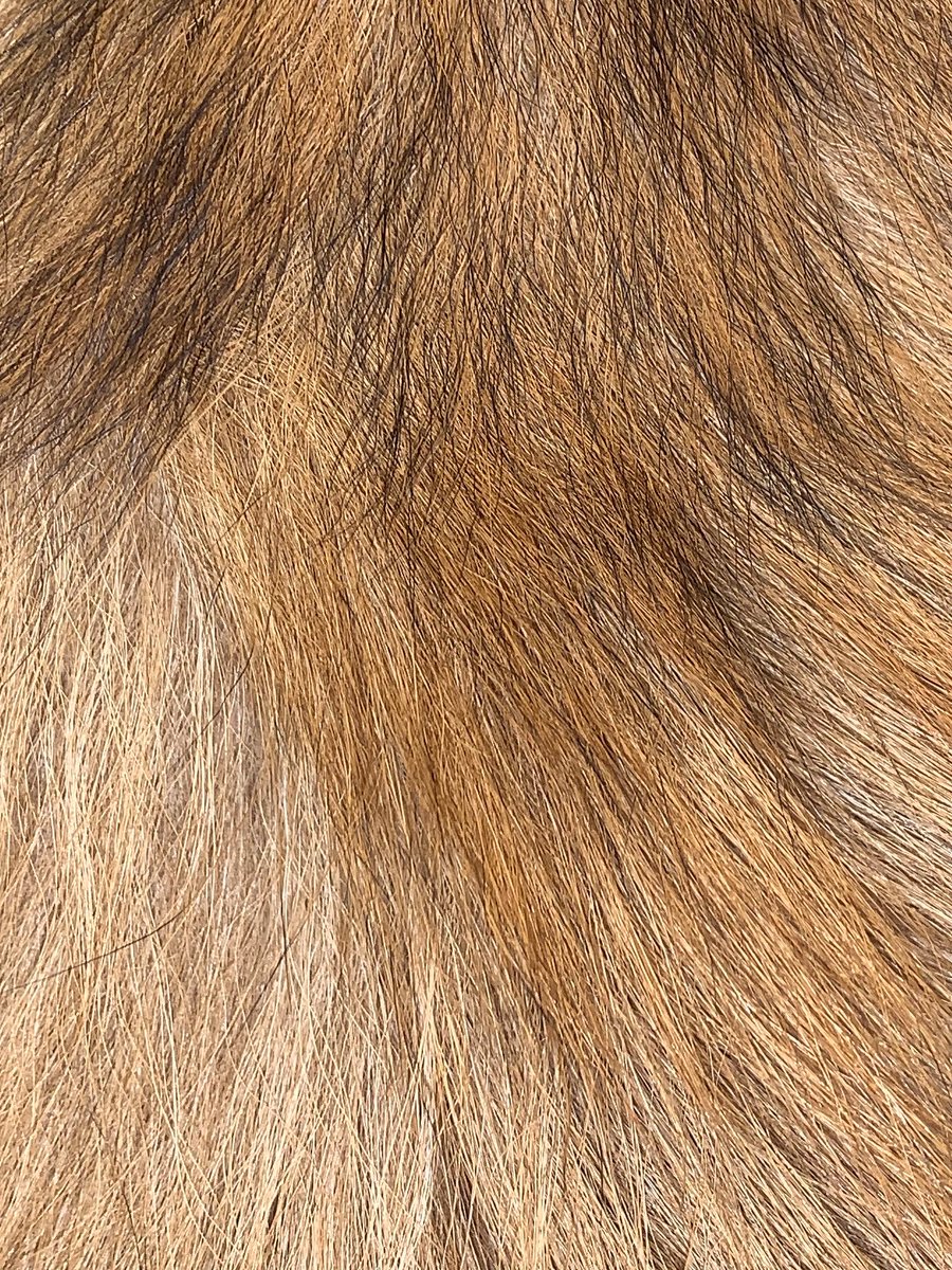Behind the Science (@sciencemhk) on Twitter photo This week’s #microscopicMonday, we are stepping back and looking at this animal’s pelt. Any ideas on who this South American mammal is?
<a href="/sunsetzoo/">Sunset Zoo</a> <a href="/KS_SCI/">K-SCI</a> This week’s #microscopicMonday, we are stepping back and looking at this animal’s pelt. Any ideas on who this South American mammal is?
<a href="/sunsetzoo/">Sunset Zoo</a> <a href="/KS_SCI/">K-SCI</a>