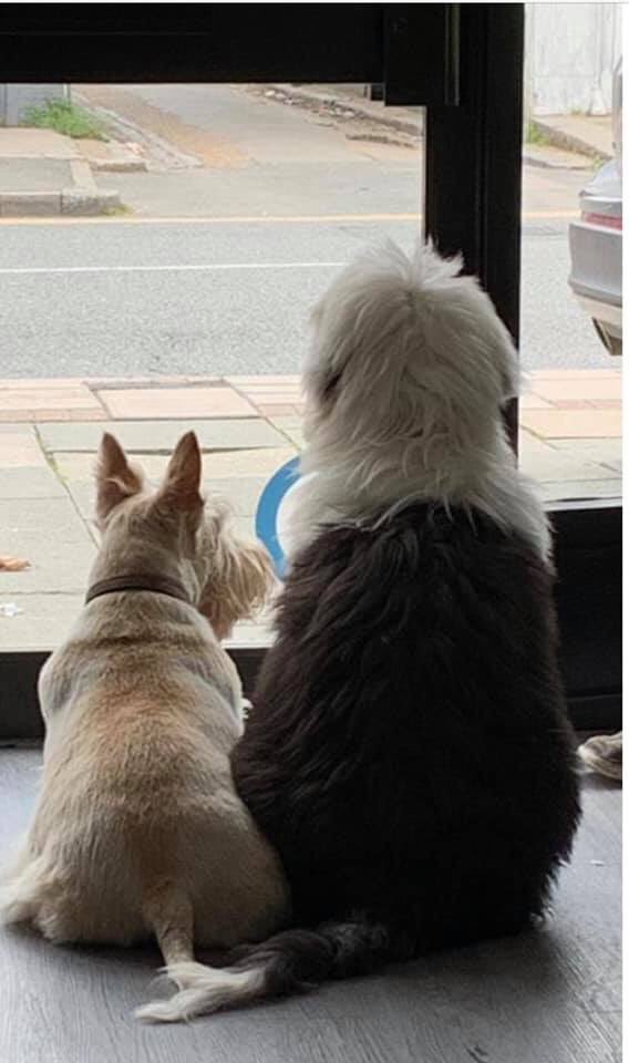 HouseToHomelett's tweet photo. Pop by the office and you'll be in for a very warm welcome!

(especially if you bring treats! 🐾🐶)

https://t.co/l3aG6pvrpr | 01322 33 70 70
https://t.co/z9d2UmmlyL | 08000 14 16 17 https://t.co/xH67RhQuJI