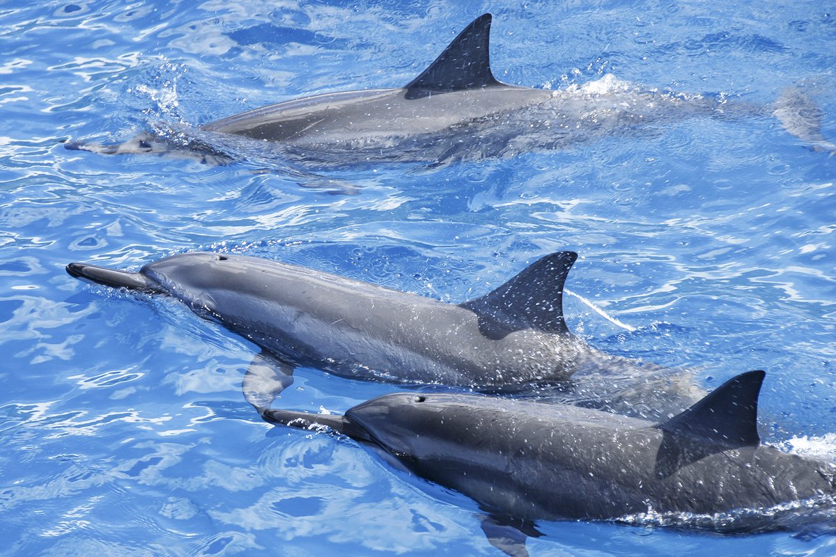 Dolphin Star tweet media