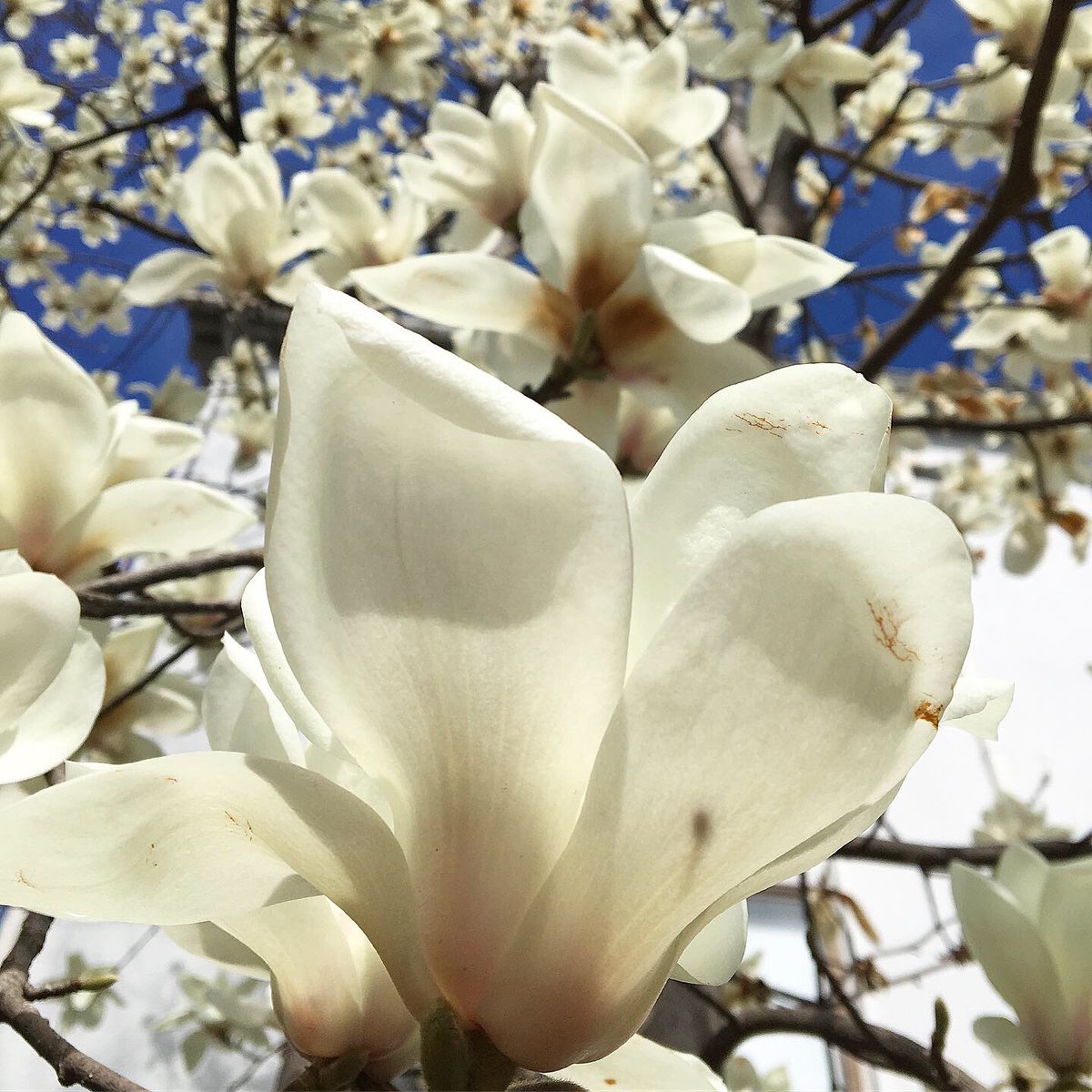 tar_japonica's tweet image. #tokyospring