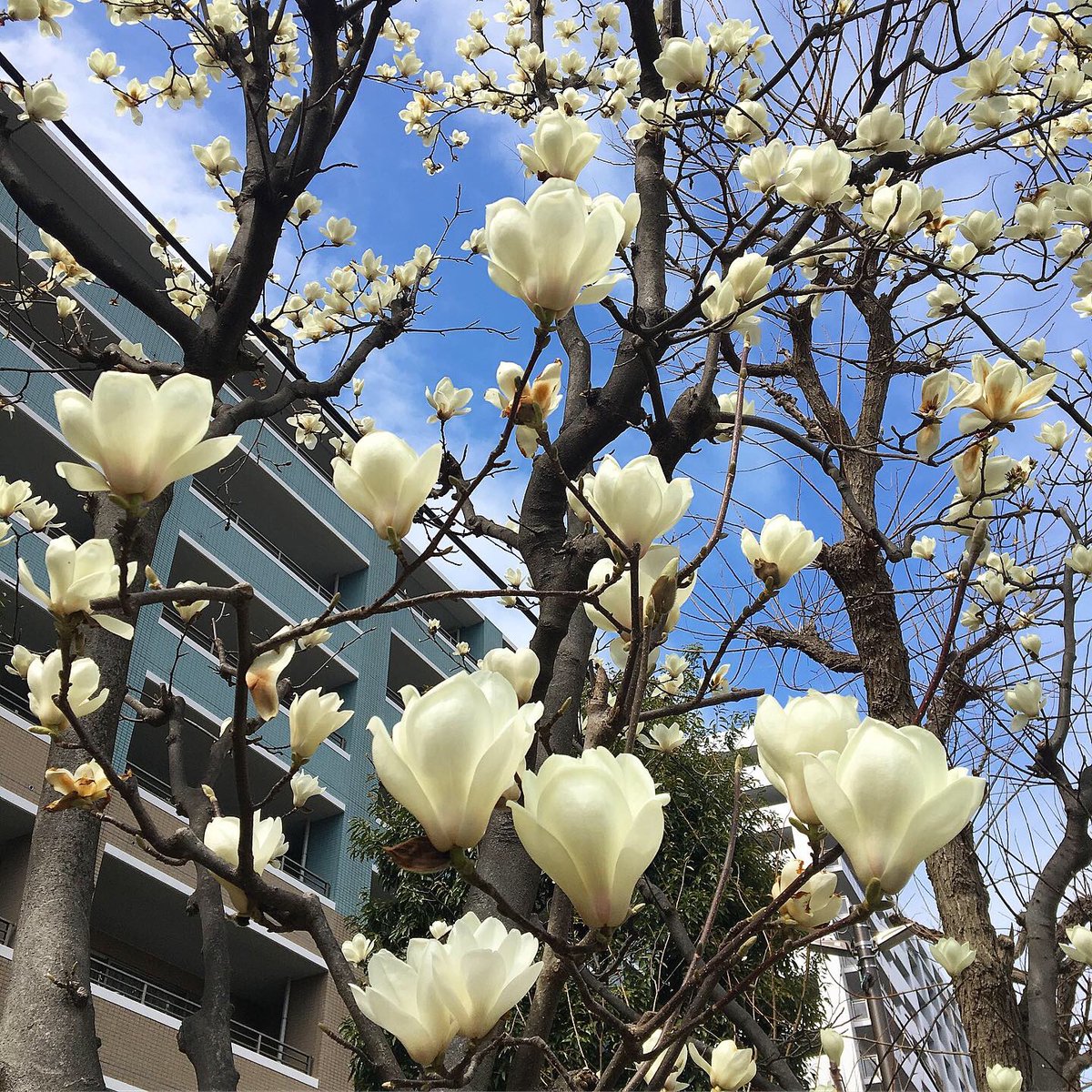 tar_japonica's tweet image. #tokyospring