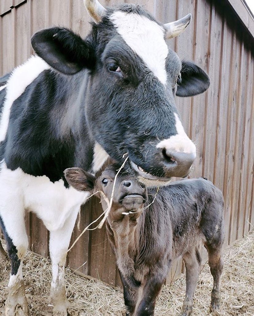 ClimateGKC's tweet photo. Beef has a monumental carbon footprint compared to any other source of food. 

Avoiding beef products is one of the most effective ways to reduce your environmental impact ❌ 🐮 
#beef #carbonfootprint #climate https://t.co/Mi5omqFZJw