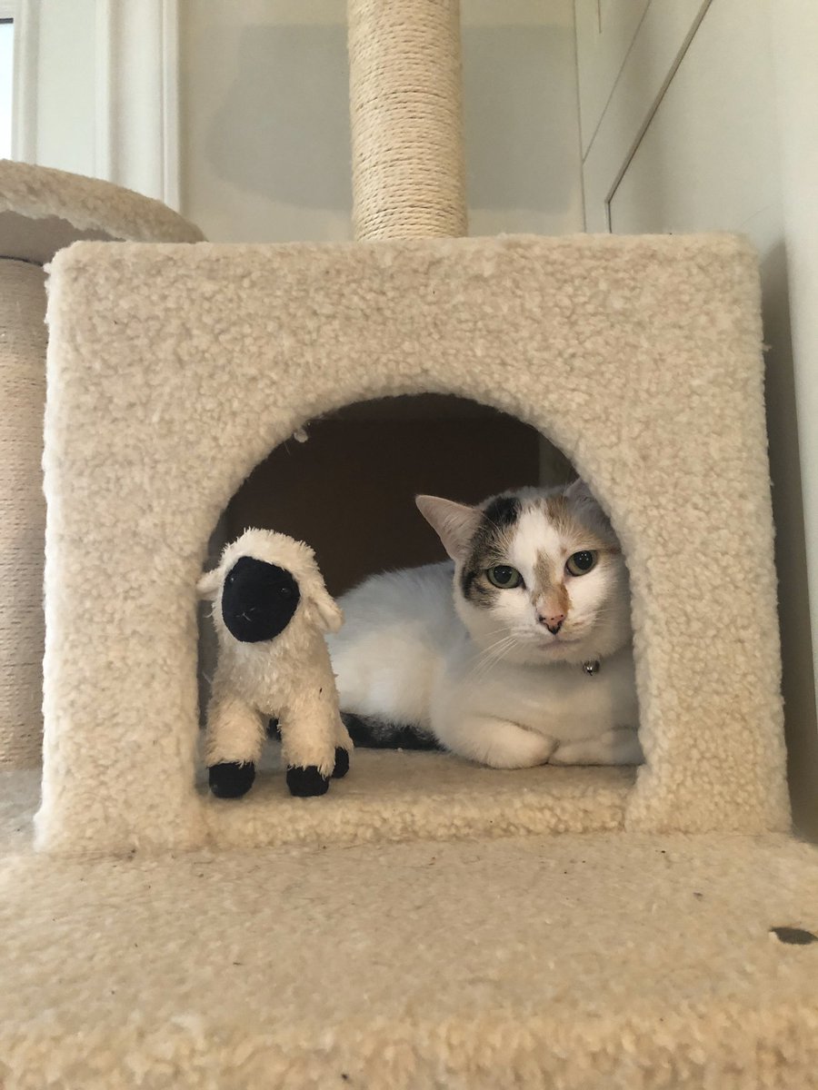 sweetbark's tweet photo. @falsedykeotomy See also: my sweet girl May, with her sheep https://t.co/ktNcdTim5M