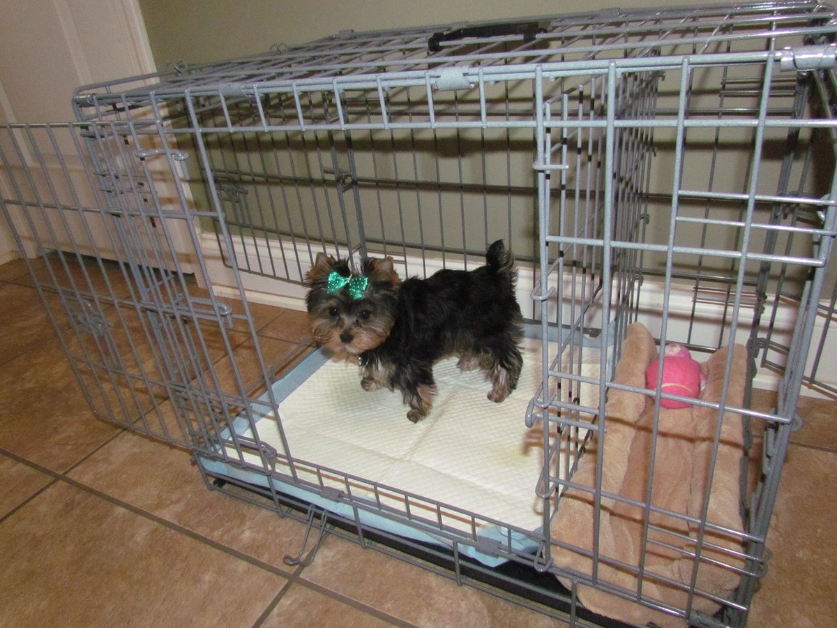 house training a puppy in an apartment