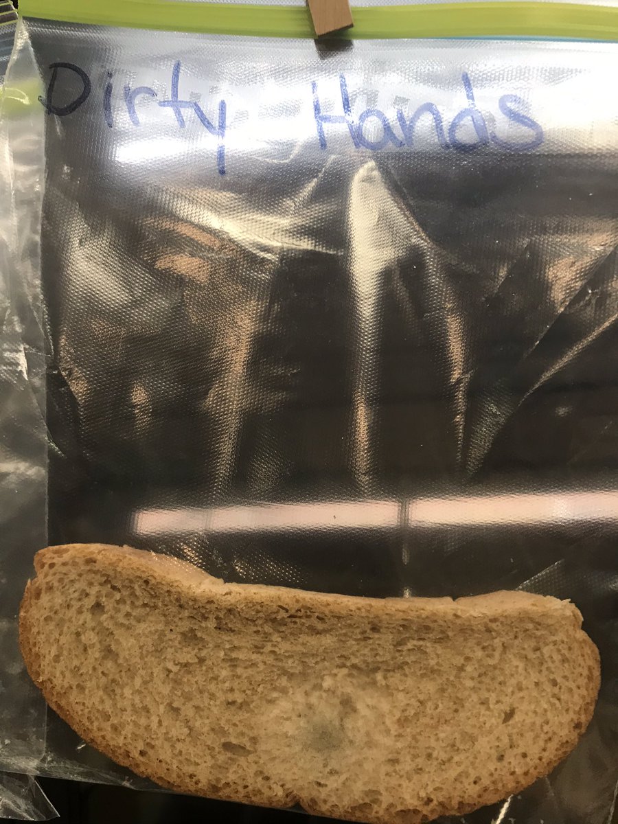 Of all the things we tested, dirty hands was the 1st to have visible mold growth. Students weren’t in school today, can’t wait to show them tomorrow, I’ve never been this excited about mold before! #WashYourHands #CAwow #engageD64